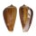 CONIDAE CONUS RADIATUS shell