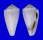 CONIDAE CONUS SUFFUSUS shell