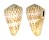 CONIDAE CONUS PULCHER shell
