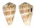 CONIDAE CONUS PULCHER shell