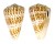 CONIDAE CONUS PULCHER shell