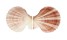 PECTINIDAE CHLAMYS HASTATA HASTATA shell