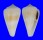 CONIDAE CONUS FERGUSONI shell