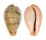 CYPRAEIDAE CYPRAEA HUNGERFORDI HUNGERFORDI shell