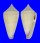 CONIDAE CONUS FURVUS NEOBUXEUS shell