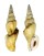 STROMBIDAE DOXANDER ENTROPI shell