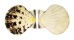 PECTINIDAE BRATECHLAMYS VEXILLUM shell