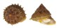 TURBINIDAE BOLMA TAMIKOANA shell