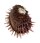 SPONDYLIDAE SPONDYLUS ECHINATUS ZONALIS shell