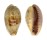 CYPRAEIDAE ERRONEA WALKERI WALKERI VIOLA shell