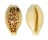 CYPRAEIDAE BLASICRURA COXENI HYPERCALLOSA shell