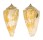 CONIDAE CONUS AMADIS CASTANEOFASCIATUS shell