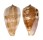 CONIDAE CONUS PERONIANUS shell