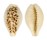 CYPRAEIDAE BLASICRURA COXENI HYPERCALLOSA shell