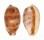 CYPRAEIDAE NOTOCYPRAEA PIPERITA shell