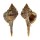 MURICIDAE VOKESIMUREX RECURVIROSTRIS shell