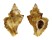 MURICIDAE PTEROPURPURA ERINACEOIDES shell
