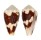 CONIDAE CONUS DEBURGHIAE shell