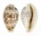 CYPRAEIDAE CYPRAEA DILUCULUM VIRGINALIS shell