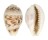 CYPRAEIDAE CYPRAEA DILUCULUM VIRGINALIS shell