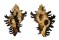 MURICIDAE CHICOREUS BRUNNEUS shell