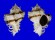 MURICIDAE CHICOREUS CICHOREUM shell