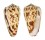 CONIDAE CONUS SPECTRUM shell