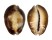 CYPRAEIDAE CYPRAEA CAPUTSERPENSIS shell