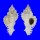 MURICIDAE CHICOREUS DILECTUS shell