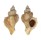 MURICIDAE OCENEBRA INORNATA shell