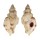 MURICIDAE VITULARIA SALEBROSA shell