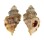 MURICIDAE VITULARIA SALEBROSA shell
