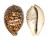 CYPRAEIDAE CYPRAEA TIGRIS shell