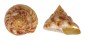 PLEUROTOMARIIDAE PLEUROTOMARIA HIRASEI shell