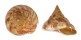 PLEUROTOMARIIDAE PLEUROTOMARIA HIRASEI shell
