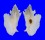 MURICIDAE PTERYNOTUS PELLUCIDUS shell