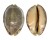 CYPRAEIDAE MAURITIA ARABICA GIBBA shell