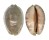 CYPRAEIDAE MAURITIA ARABICA GIBBA shell