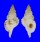 RANELLIDAE SASSIA SEMITORTA shell