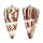 CONIDAE CONUS MALDIVUS shell