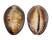 CYPRAEIDAE CYPRAEA CAPUTSERPENSIS shell