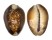 CYPRAEIDAE CYPRAEA CAPUTSERPENSIS shell