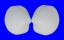 LUCINIDAE AUSTRIELLA CORRUGATA shell