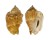 STROMBIDAE STROMBUS LATUS shell