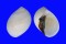 NATICIDAE POLINICES MELANOSTOMUS shell