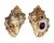 MURICIDAE REISHIA LUTEOSTOMA shell