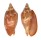 VOLUTIDAE CYMBIOLA AULICA ALEXISALLARYI shell