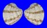 VENERIDAE CHIONE LATILIRATA shell