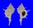 MURICIDAE SIRATUS ARTICULATUS shell