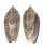 OLIVIDAE OLIVA SPICATA VIOLACEA shell